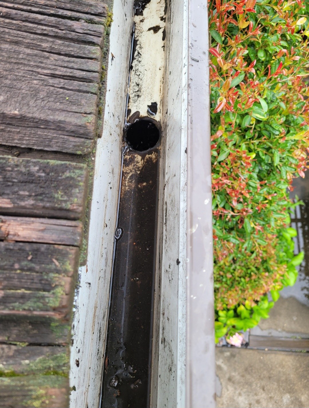 Open gutter with leaves and debris